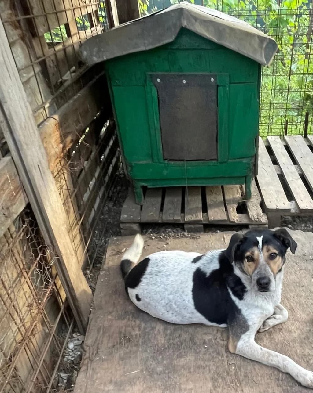 Darwin, male young Mixed Breed for adoption at Remember Me France