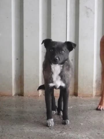Qora, female 4yo Mixed Breed for adoption at Remember Me France