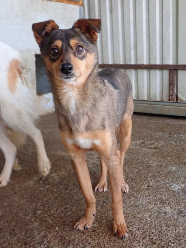 Nagori, male 3yo Mixed Breed for adoption at Remember Me France