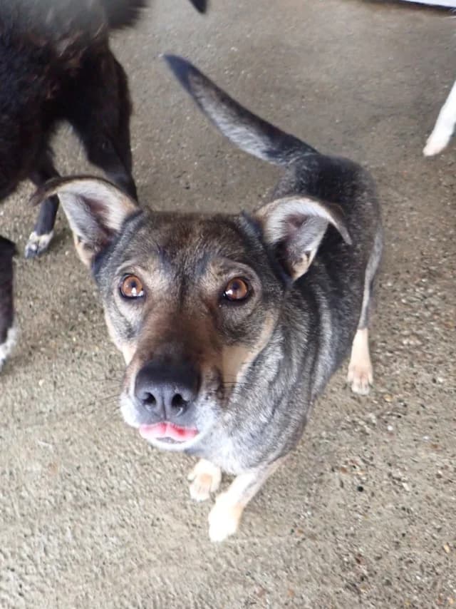 Eucalyptus, female 4yo Mixed Breed for adoption at Remember Me France
