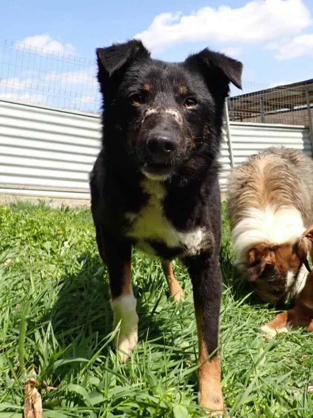 Tounet, male 3yo Mixed Breed for adoption at Remember Me France