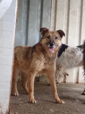 Samsara, female 3yo Mixed Breed for adoption at Remember Me France
