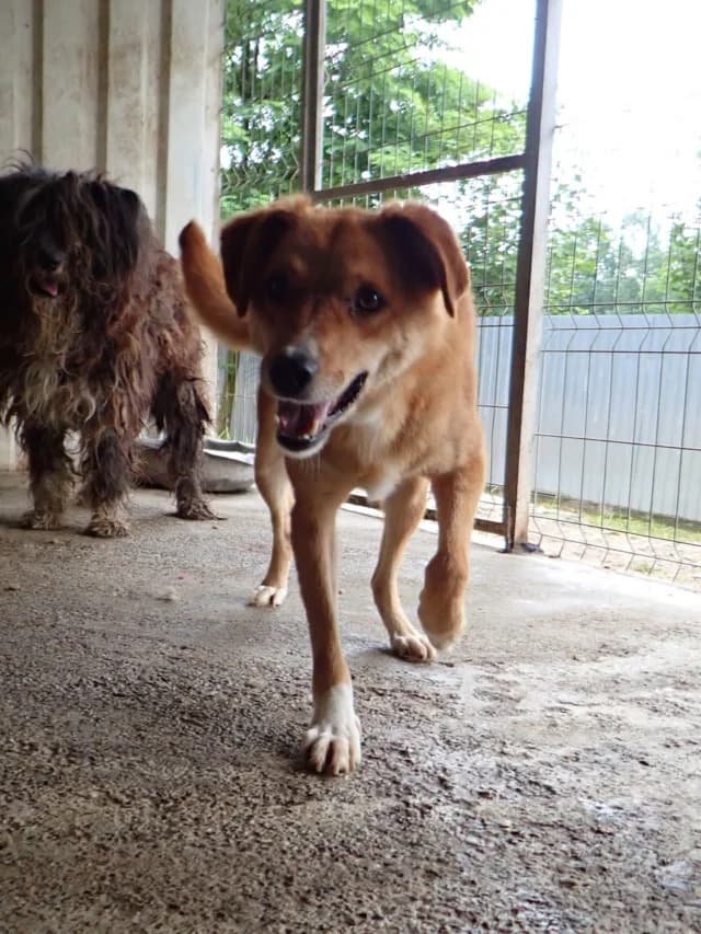 Donovan, Mixed Breed (Remember Me France)