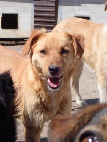 Donno, Mixed Breed (Remember Me France)