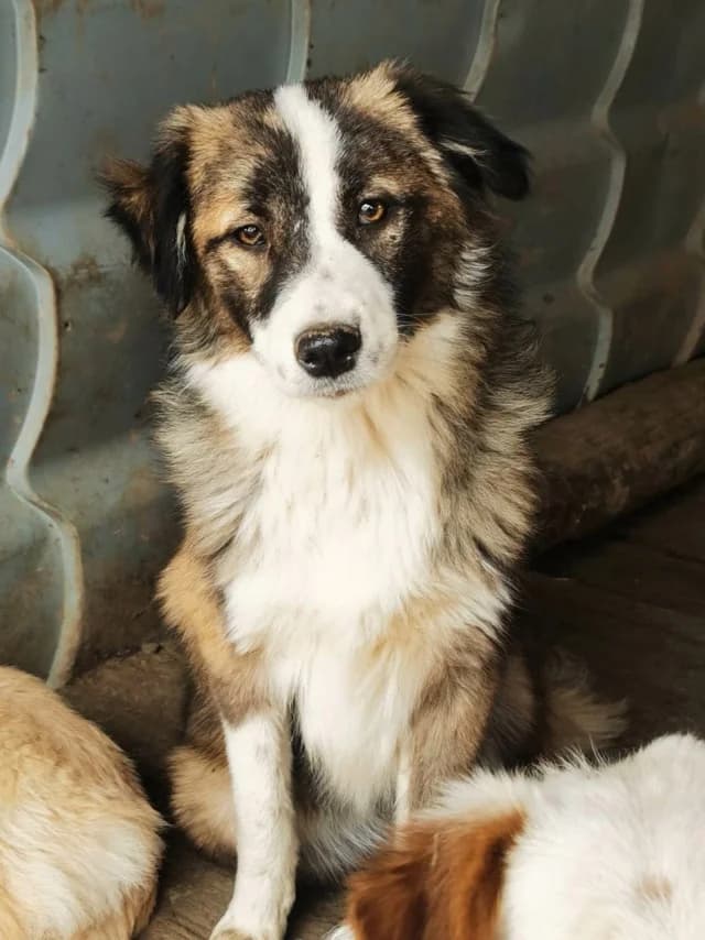 Arum, female 3yo Mixed Breed for adoption at Remember Me France