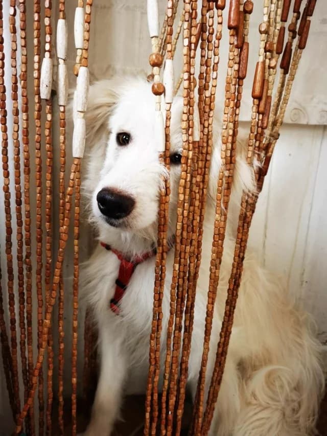 Avalanche, male 3yo Mixed Breed for adoption at Remember Me France