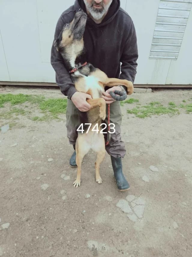 Toula, female 4yo Mixed Breed for adoption at Remember Me France