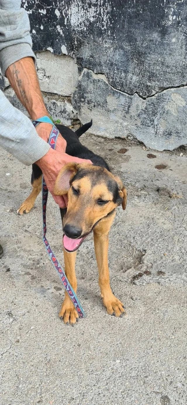 Toula, female 4yo Mixed Breed for adoption at Remember Me France