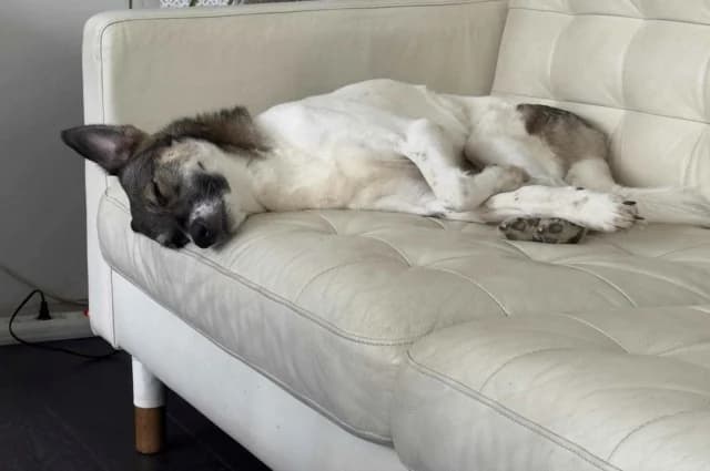 Sunn, female 3yo Mixed Breed for adoption at Remember Me France