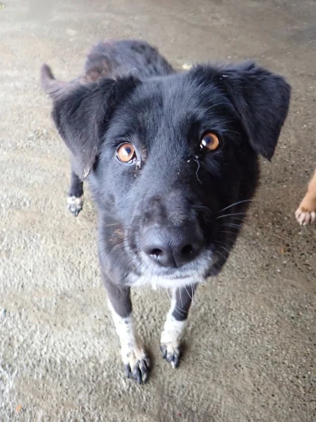 Yami, female 4yo Mixed Breed for adoption at Remember Me France