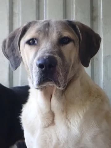 Artax, male 5yo Mixed Breed for adoption at Remember Me France