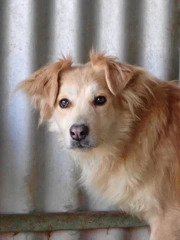 Bercy, female 4yo Mixed Breed for adoption at Remember Me France