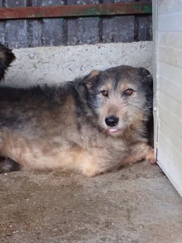 Alati, male young Mixed Breed for adoption at Remember Me France