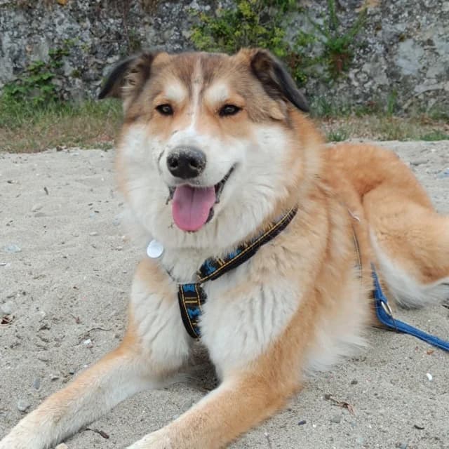 Charly, male puppy Mixed Breed for adoption at Remember Me France