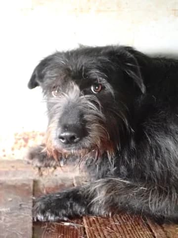 Hitchcock, male 4yo Mixed Breed for adoption at Remember Me France