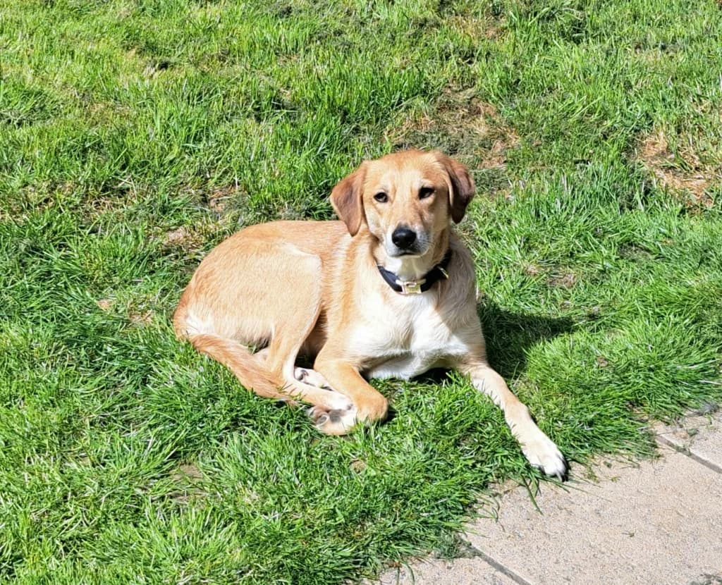 Buckley, male 4yo Mixed Breed for adoption at Remember Me France
