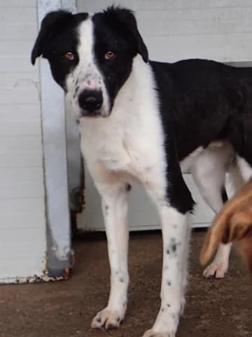 Daester, male young Mixed Breed for adoption at Remember Me France
