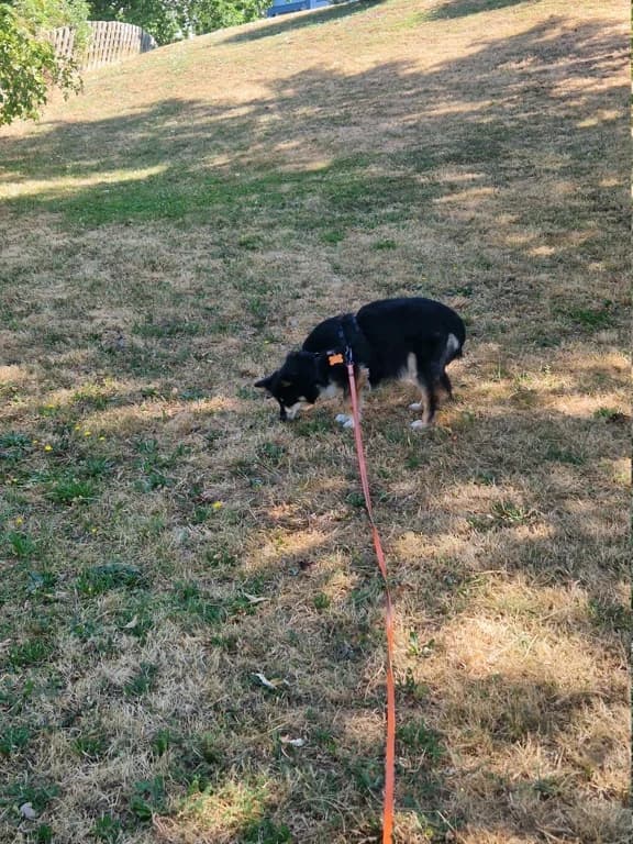 Sencha, female puppy Mixed Breed for adoption at Remember Me France