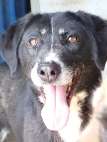 Symphonie, female 3yo Mixed Breed for adoption at Remember Me France