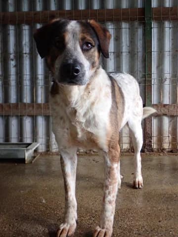 Galilei, male 3yo Mixed Breed for adoption at Remember Me France