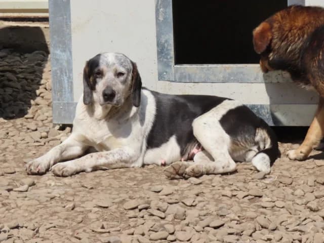 Copernica, female puppy Mixed Breed for adoption at Remember Me France