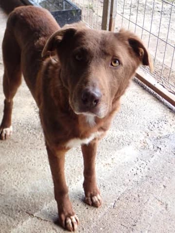 Solaar, male 3yo Mixed Breed for adoption at Remember Me France
