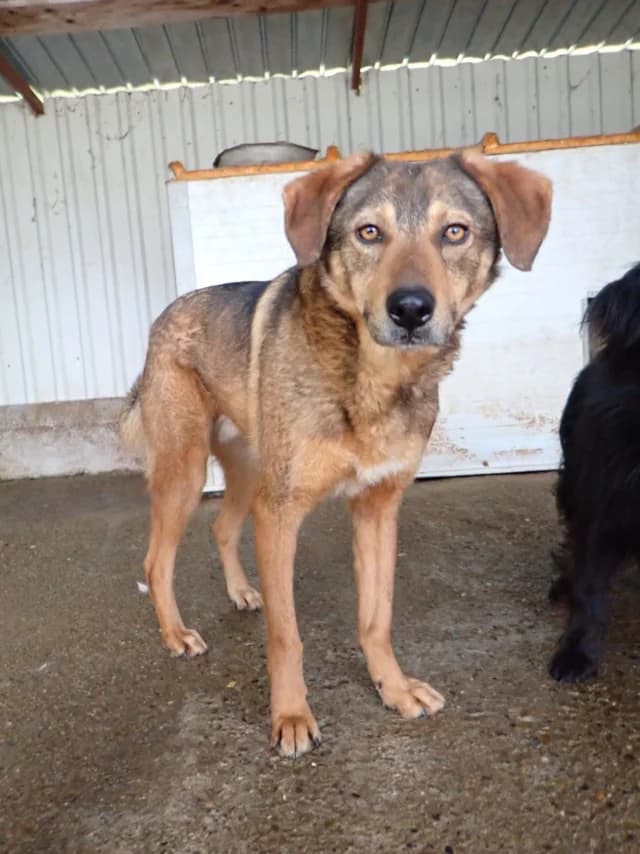 Snatch, Mixed Breed (Remember Me France)