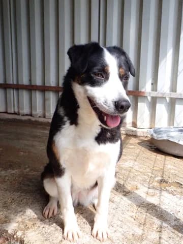 Taïga, female 3yo Mixed Breed for adoption at Remember Me France