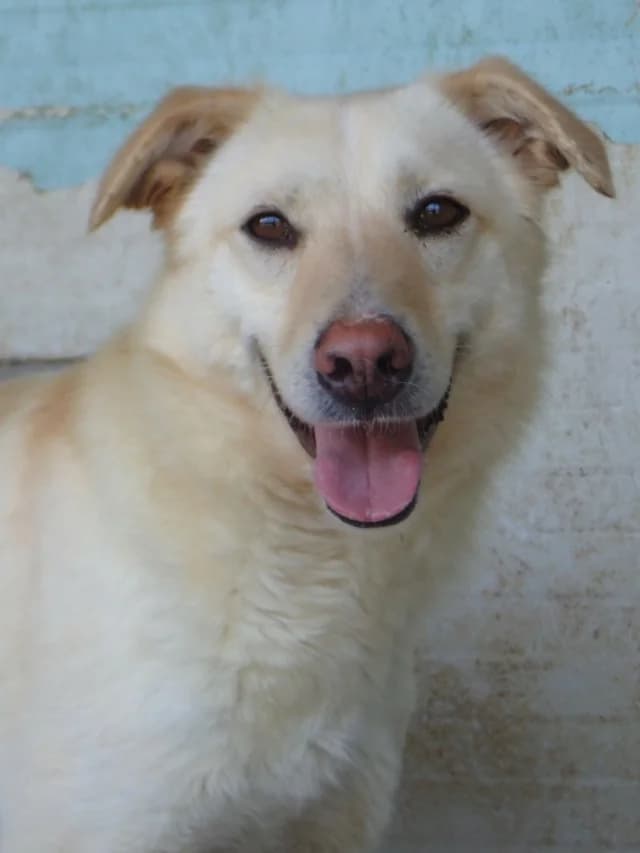Hyperion, male 3yo Mixed Breed for adoption at Remember Me France