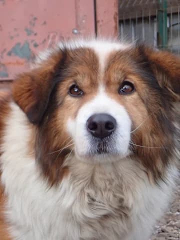 Anhour, male senior Mixed Breed for adoption at Remember Me France