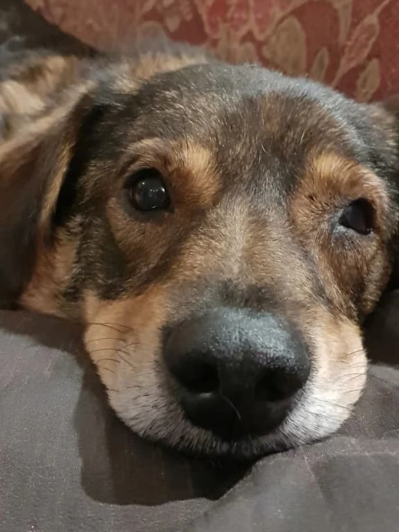 Maserati, male 7yo Mixed Breed for adoption at Remember Me France
