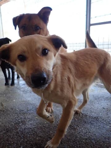 Thalie, female 3yo Mixed Breed for adoption at Remember Me France