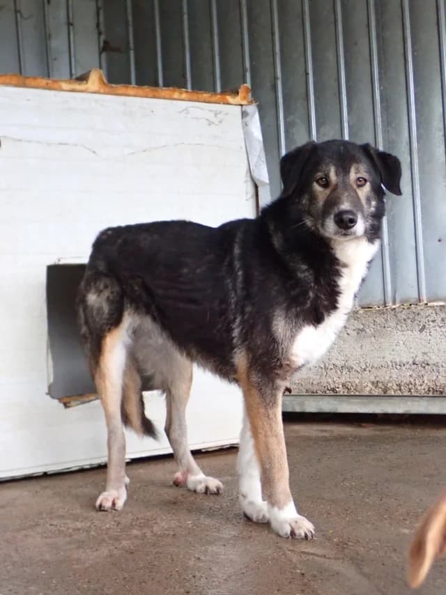 Steapa, Mixed Breed (Remember Me France)