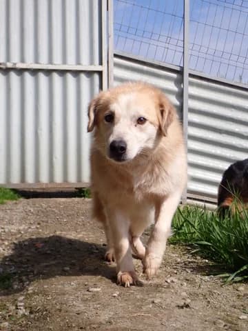 Benjamine, female 6yo Mixed Breed for adoption at Remember Me France