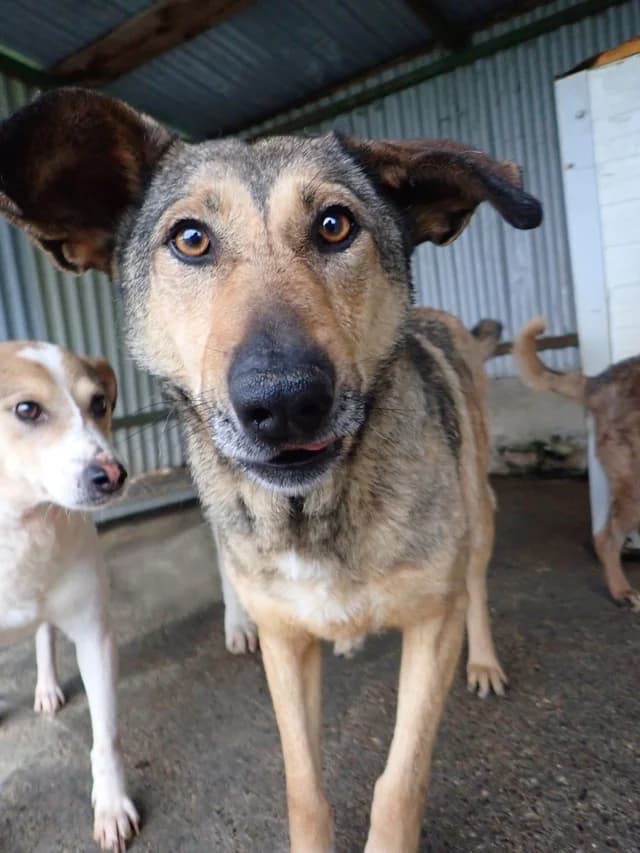 Ciacova, female young Mixed Breed for adoption at Remember Me France