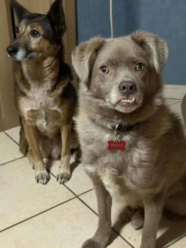 Cristesti, male 5yo Mixed Breed for adoption at Remember Me France