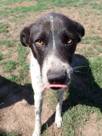 Jeanette, Mixed Breed (Remember Me France)