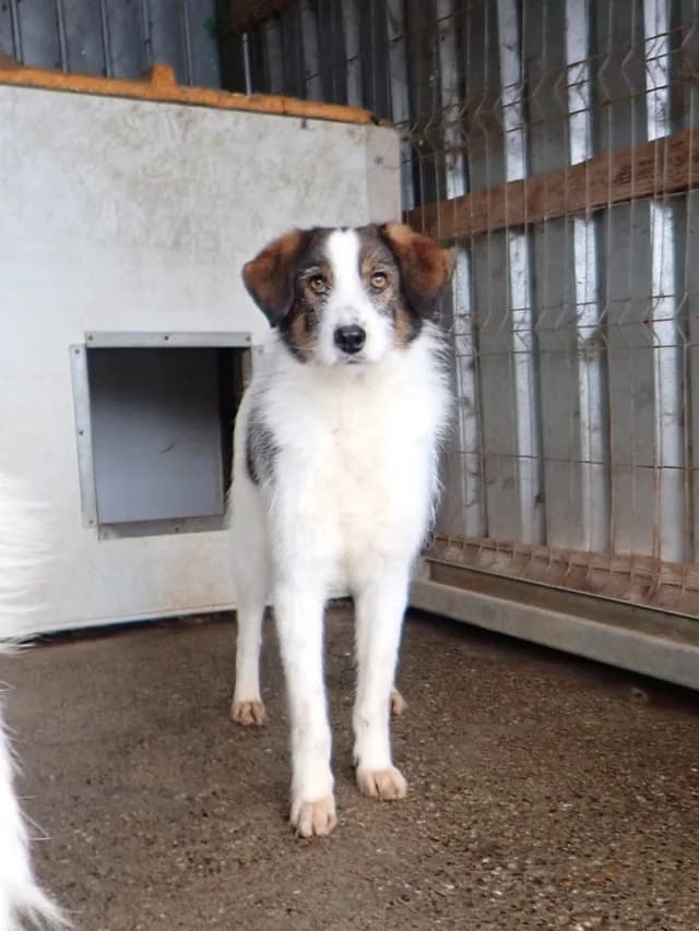 Tibiscuit, male 3yo Mixed Breed for adoption at Remember Me France