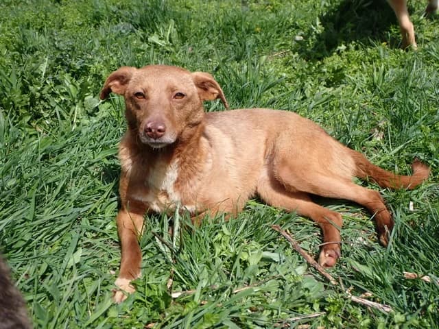 Lipova, female young Mixed Breed for adoption at Remember Me France