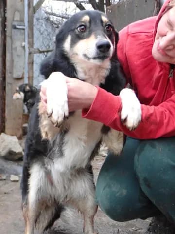 Ally, female puppy Mixed Breed for adoption at Remember Me France