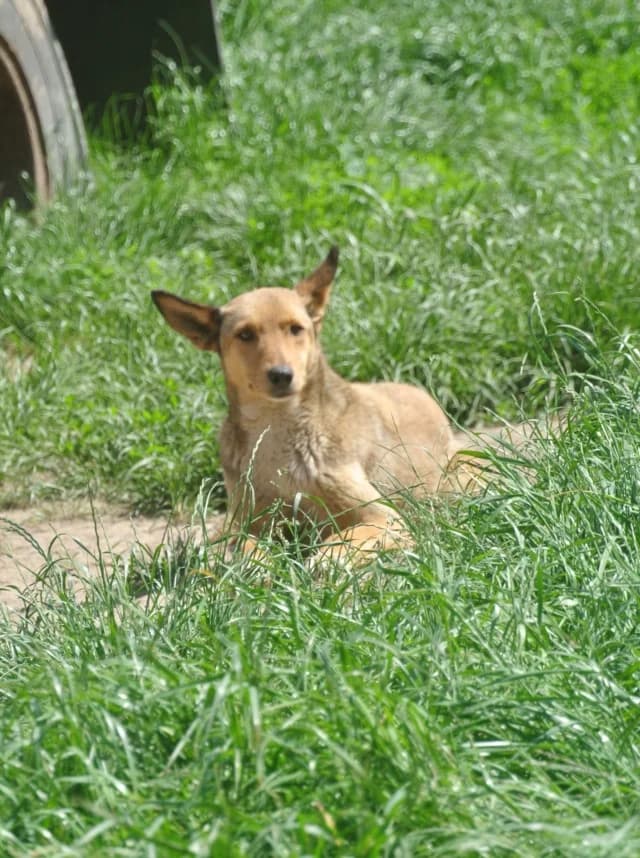 Gazel, female senior Mixed Breed for adoption at Remember Me France