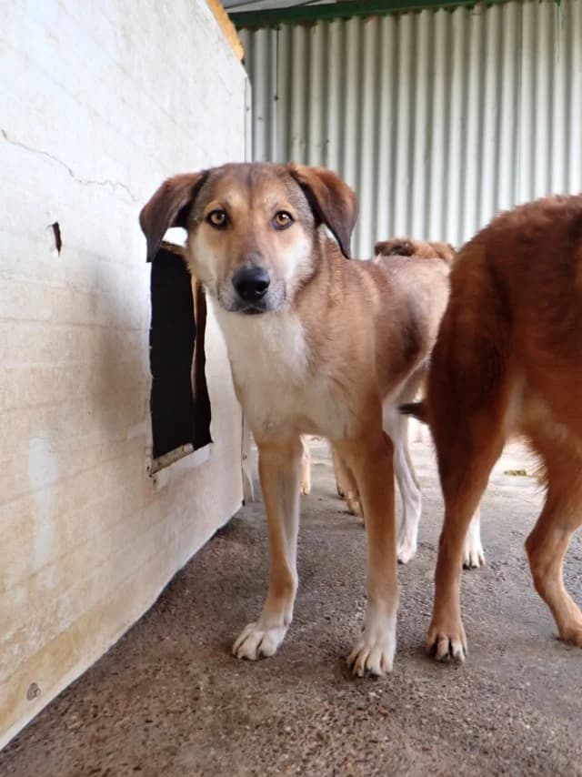Sydney, female 3yo Mixed Breed for adoption at Remember Me France