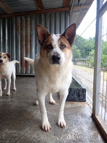 Doreen, female 3yo Mixed Breed for adoption at Remember Me France