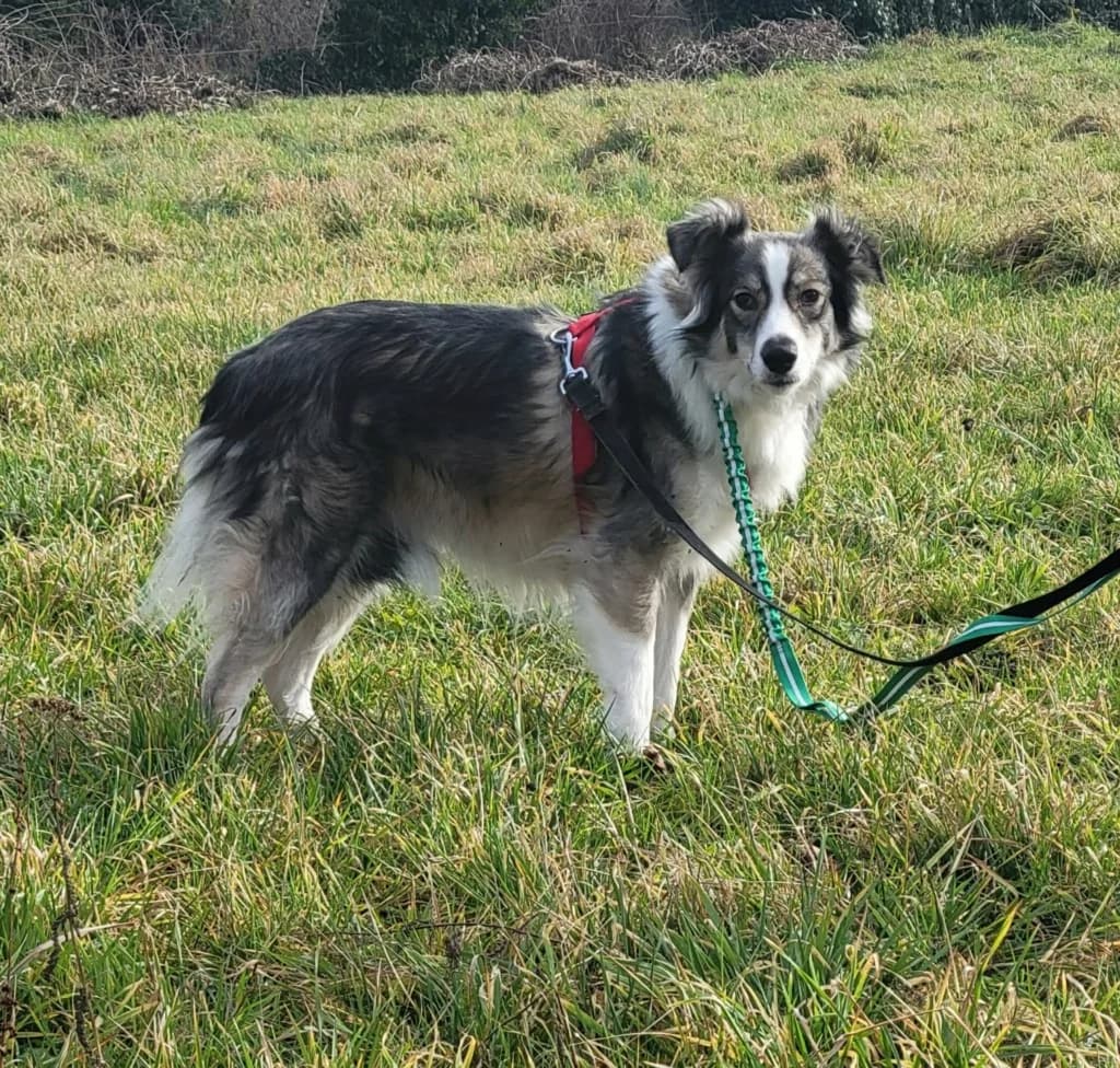 History, female young Mixed Breed for adoption at Remember Me France