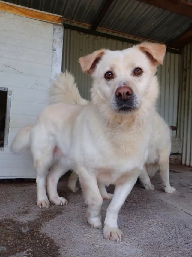 Kiro, male young Mixed Breed for adoption at Remember Me France