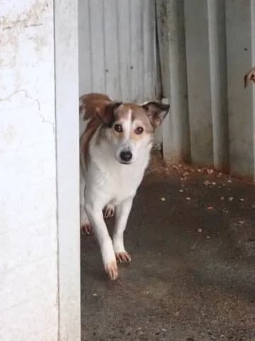 Venus, female 3yo Mixed Breed for adoption at Remember Me France