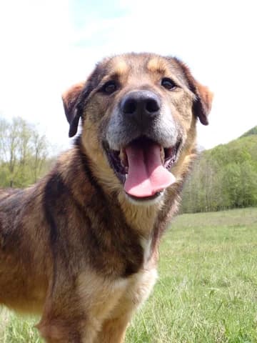 Stetson, Mixed Breed (Remember Me France)