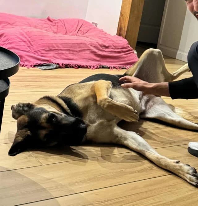 Lola, female young Mixed Breed for adoption at Remember Me France
