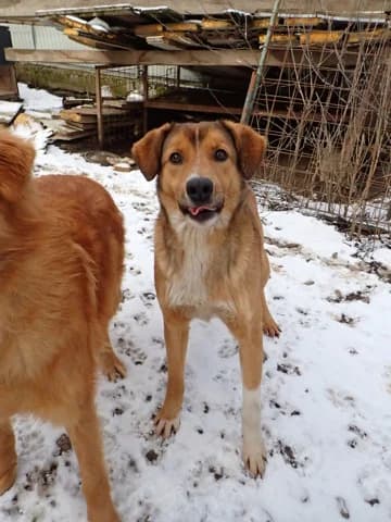 Merlin, Mixed Breed (Remember Me France)