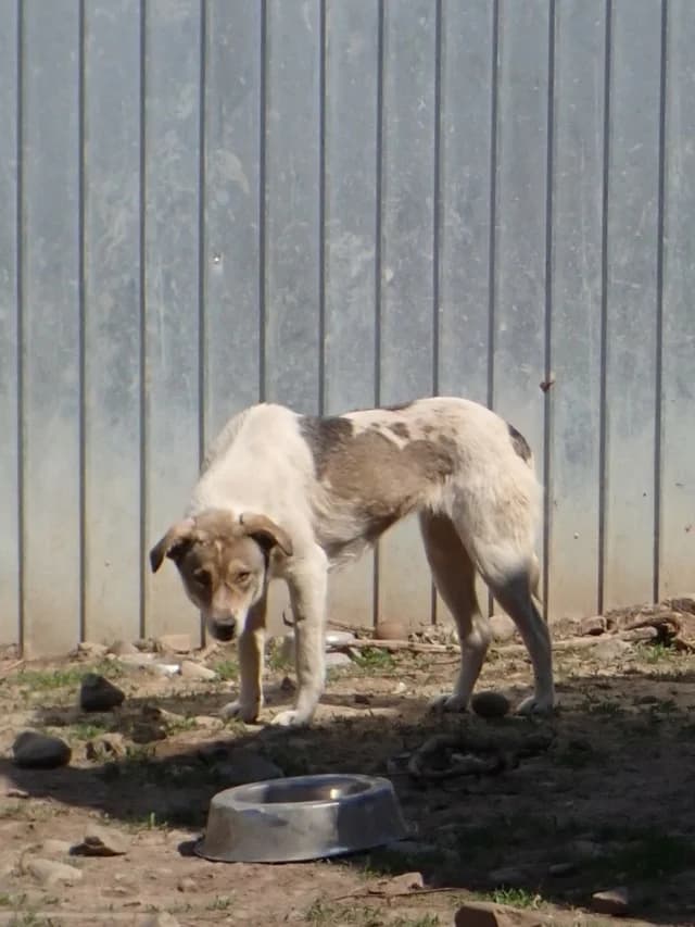Toulouse, female 3yo Mixed Breed for adoption at Remember Me France